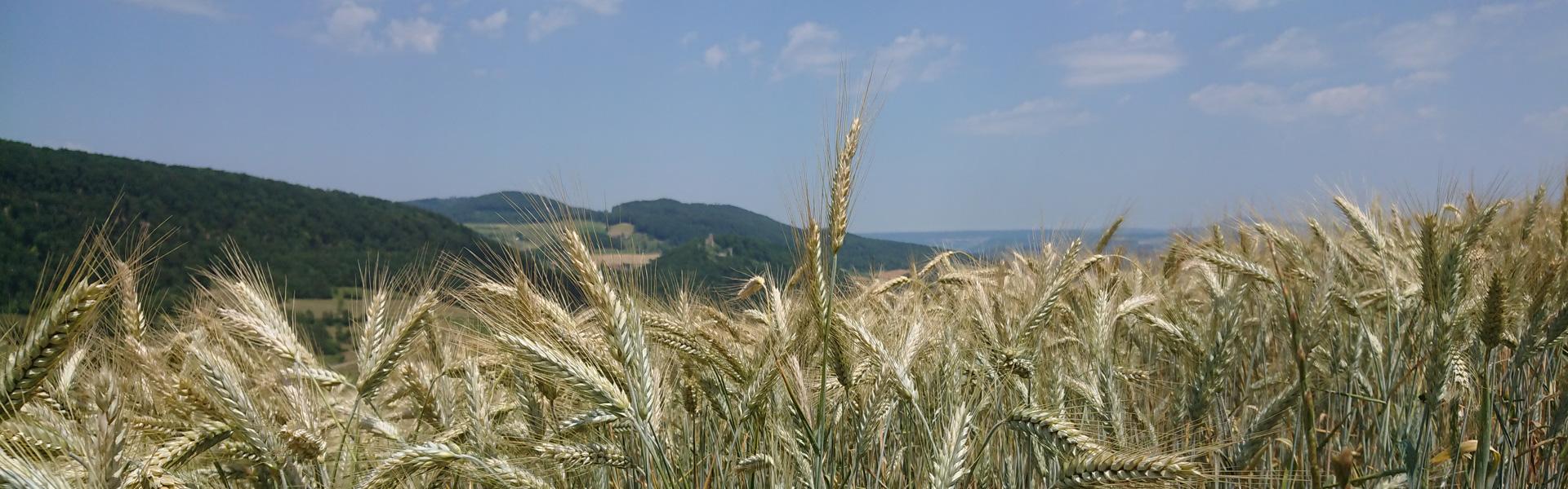 Landwirtschaftliche Lohnarbeiten Aarau, Brugg, Fricktal und Umgebung 3